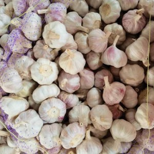 10kg Mesh Bag 4.5cm 5cm 5.5cm 6cm Fresh Garlic Supplier
