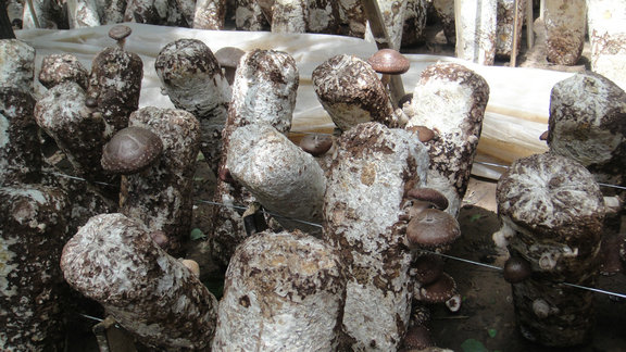 Management method of Shiitake during spring and winter