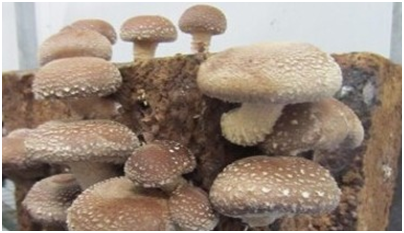 Found ways to achieve high yield of mushroom in summer