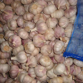 Aglio in sacco a rete da 4,5-6,0 cm e 20 kg in Sud Africa, Henan, il miglior aglio agricolo