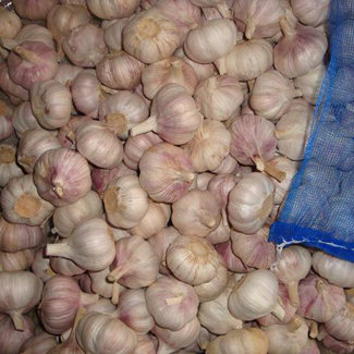 4,5–6,0 cm 20 kg Netzbeutel Knoblauch in Südafrika, Henan, bester landwirtschaftlicher Knoblauch