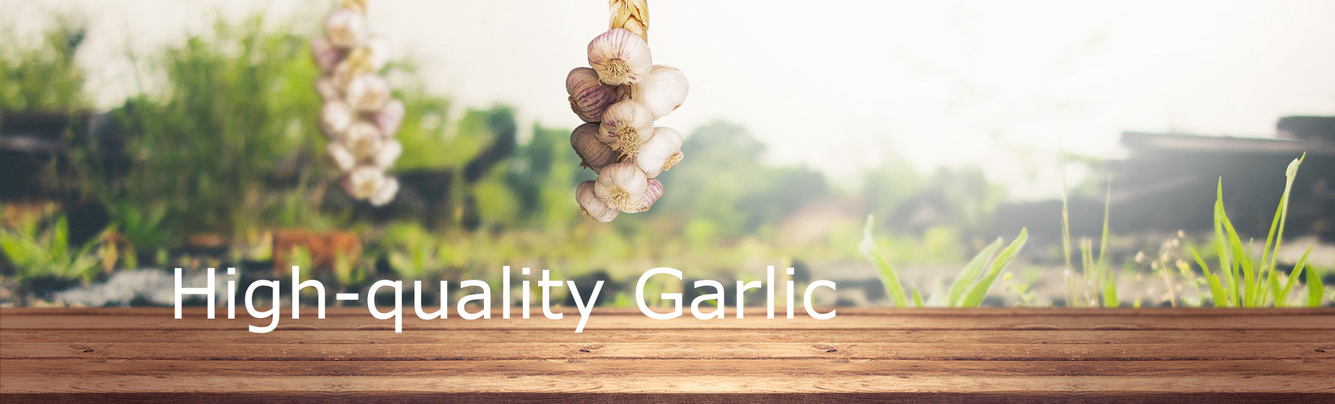 Garlic suppliers from China | Purple Garlic Exporter| White Garlic Exporter| White Garlic Supplier