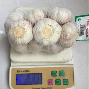 Best Garlic Supplier 500 per bag