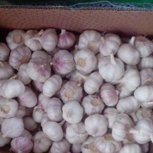 Bulk Garlic Price Garlic Wholesaler