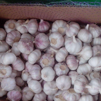 Harga Bawang Putih Curah Grosir Bawang Putih