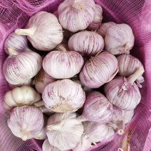 Bulk Garlic Price Per kg