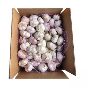 buy garlic from china supplier in box 10kgs 5kgs