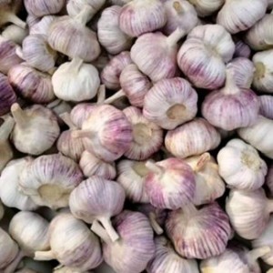 China Best Natural Garlic Supplier with Top Quality