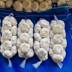 china premium garlic
