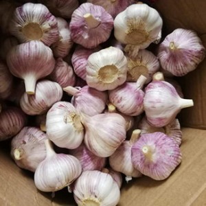 Chinese Garlic Fresh Normal White Garlic Alho Chines Alho Branco in 10kg Carton