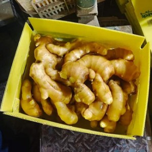 Fresh Chinese 150kg and up Ginger with Carton Packing
