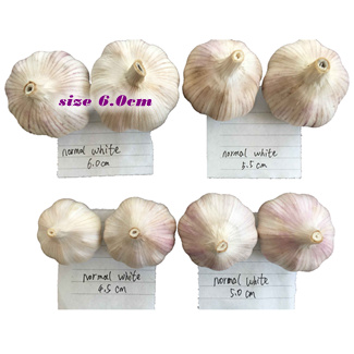 fresh garlic 6.0cm