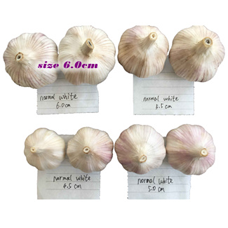 bawang putih segar 6,0cm