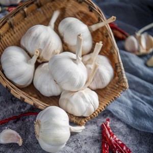 Pure White Garlic Price for export