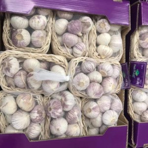 Fresh Garlic Price with pallet from China