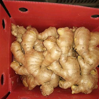 Ginger Úr Cáilíocht an AE 250g&up