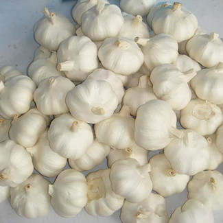 Färska grönsaker kinesisk vitlök