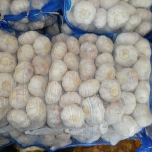 Fresh White Garlic 1lg/0.5lbs in 10kg Bag
