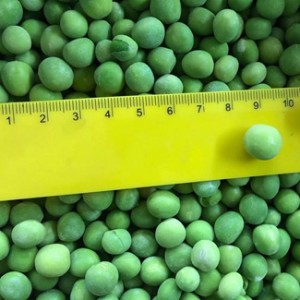 Čerstvý IQF mražený zelený hrášek
