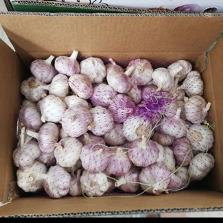 Knoblauch-Ajo für Kolumbien 10 kg