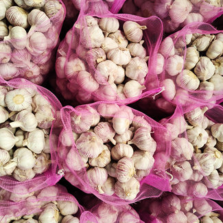 중국 산동 도매에서 남아프리카로 수입되는 마늘
