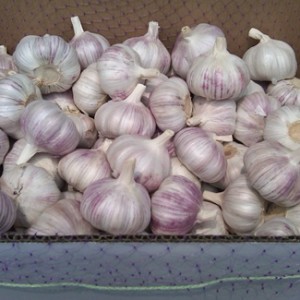 Garlic For Sale Online