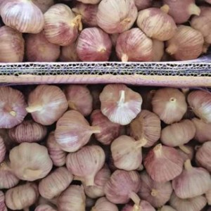 45mm-50mm Garlic Price Precio Del Ajo Prix De L Ail