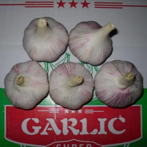 New Season Natural Fresh Dried Ordinary Garlic From Reliable Supplier