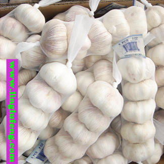 Specialized Supplier of Garlic