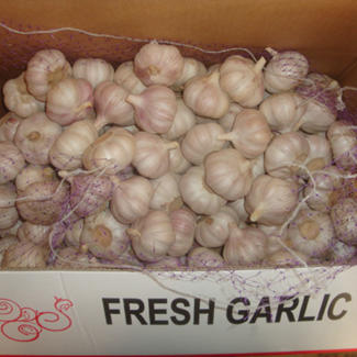 Nouvelle récolte d'ail blanc normal frais, origine chinoise, vente en gros, taille 4,5 à 6,0 cm, Alho Fresco