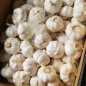 New Crop Fresh Chinese Pure White Garlic 5.0cm-5.5cm