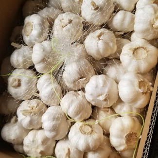 محصول جديد من الثوم الأبيض النقي الصيني الطازج 5.0 سم - 5.5 سم