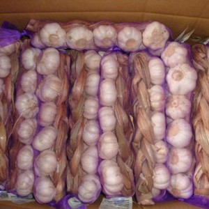 High Quality Low Price Natural Fresh Year Crop Giant Spicy and Hot Garlic