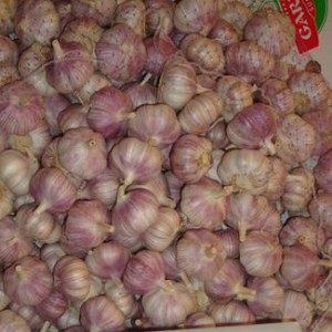 Nou Sosire Cel mai bun furnizor Chinese Purple Fresh Garlic