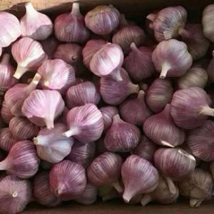 Hot Sale Red in Bulk Wholesale Fresh Garlic with Factory Prices