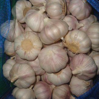 5,0 cm–5,5 cm, frisches Gemüse der neuen Ernte, weißer roter Knoblauch