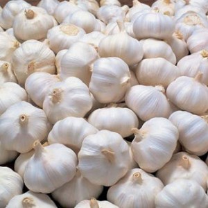 Cheap Snow White Garlic Factory