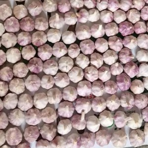 6.0 New Crop Fresh Red Garlic Seeds Price