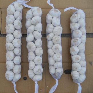 6.5cm Chinese Garlic Price / Cajas PARA Ajo / Major Garlic
