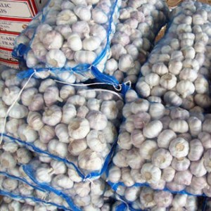 6.0-6.5cm 20kg/Mesh Bag Selected Chinese Garlic in Mesh Bag to Africa