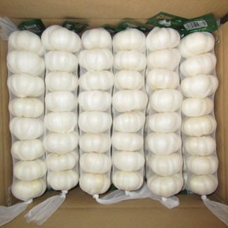 Exportadores de ajo de China Caja de cartón 10kg Ajo blanco puro chino fresco 8p