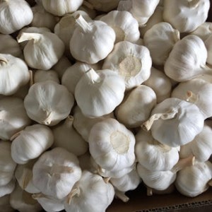 Top Grade 5.0/5.5/6.0 Cm Pure White Garlic Wholesaler in Carton/ Mesh Bag