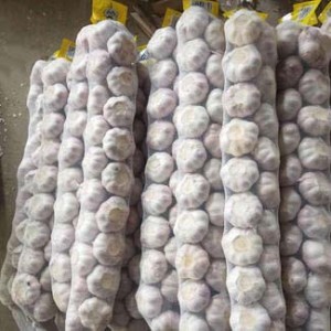 Manufacture Price Fresh Garlic From China