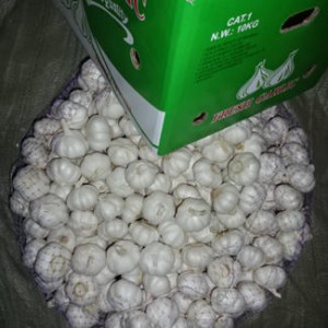 New Crop Factory Supplier Chinese Fresh Pure White Garlic by Carton Packing