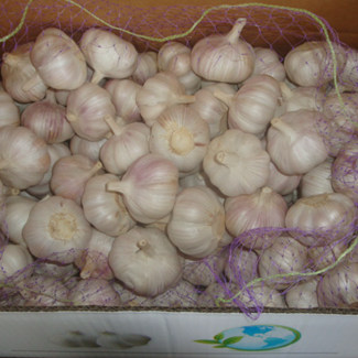 galirc wholesale price usa