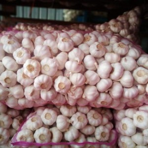 Garlic Purple Large Volume of Garlic Seeds on Hot Sales