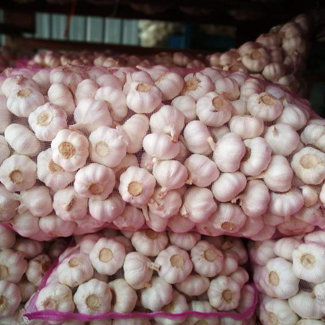 Czosnek fioletowy Duża ilość nasion czosnku w gorącej sprzedaży