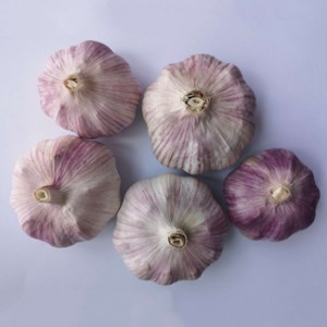 garlic suppliers company from china