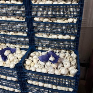 garlic suppliers in hyderabad