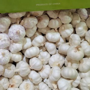 New Crop Natural Fresh White Garlic Organic Garlic Wholesale